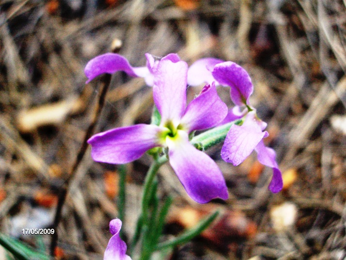 Matthiola incana